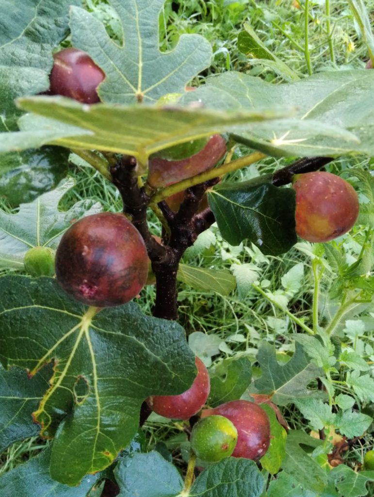 a fig tree growing in Virginia filled with ripe figs