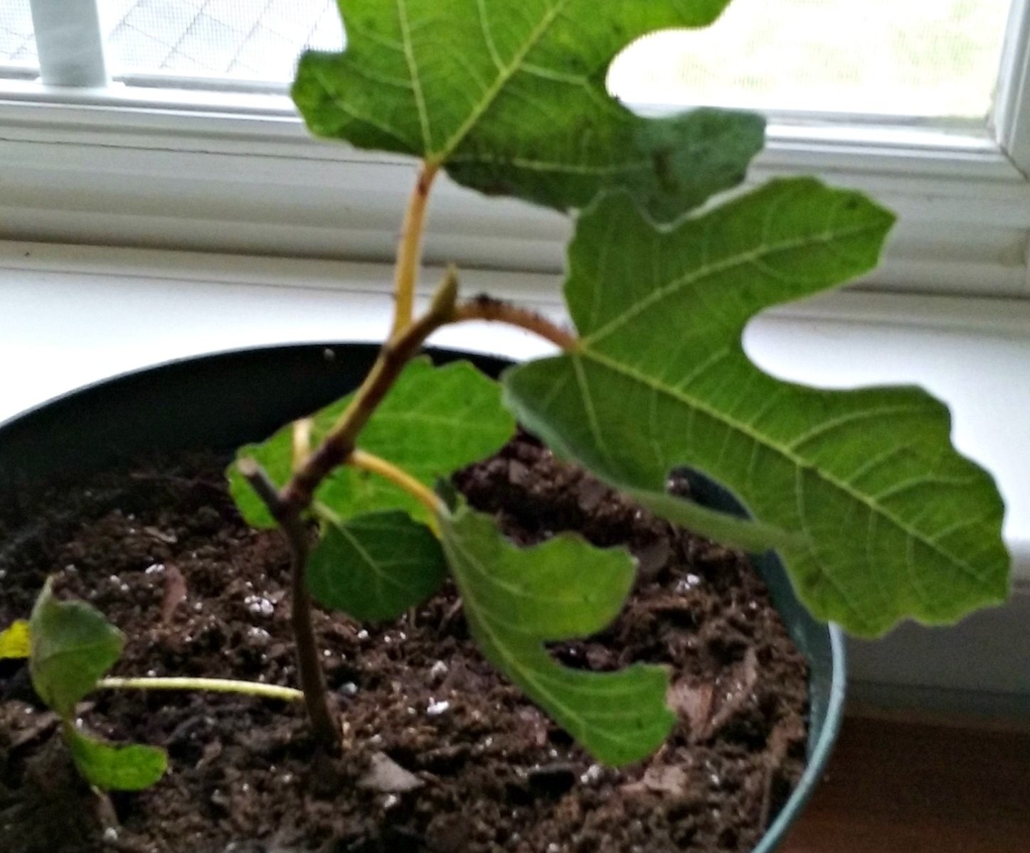 Growing Fig Trees In Virginia Are Here Home Garden Joy Fig Trees In Virginia