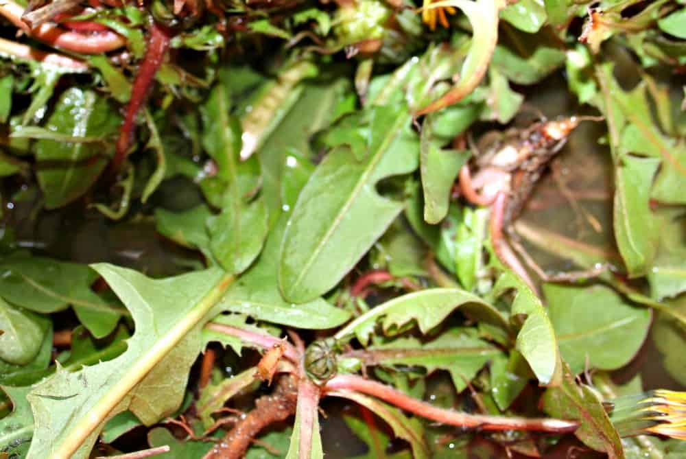 dandelion greens