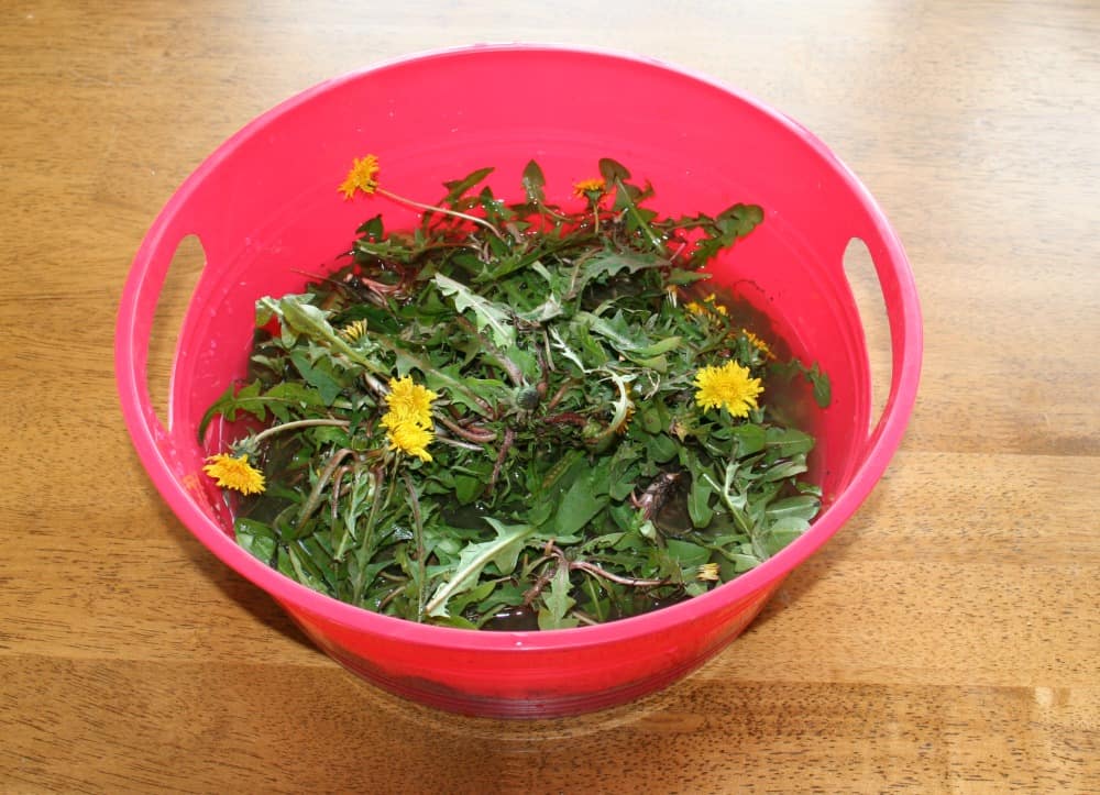 dandelion greens