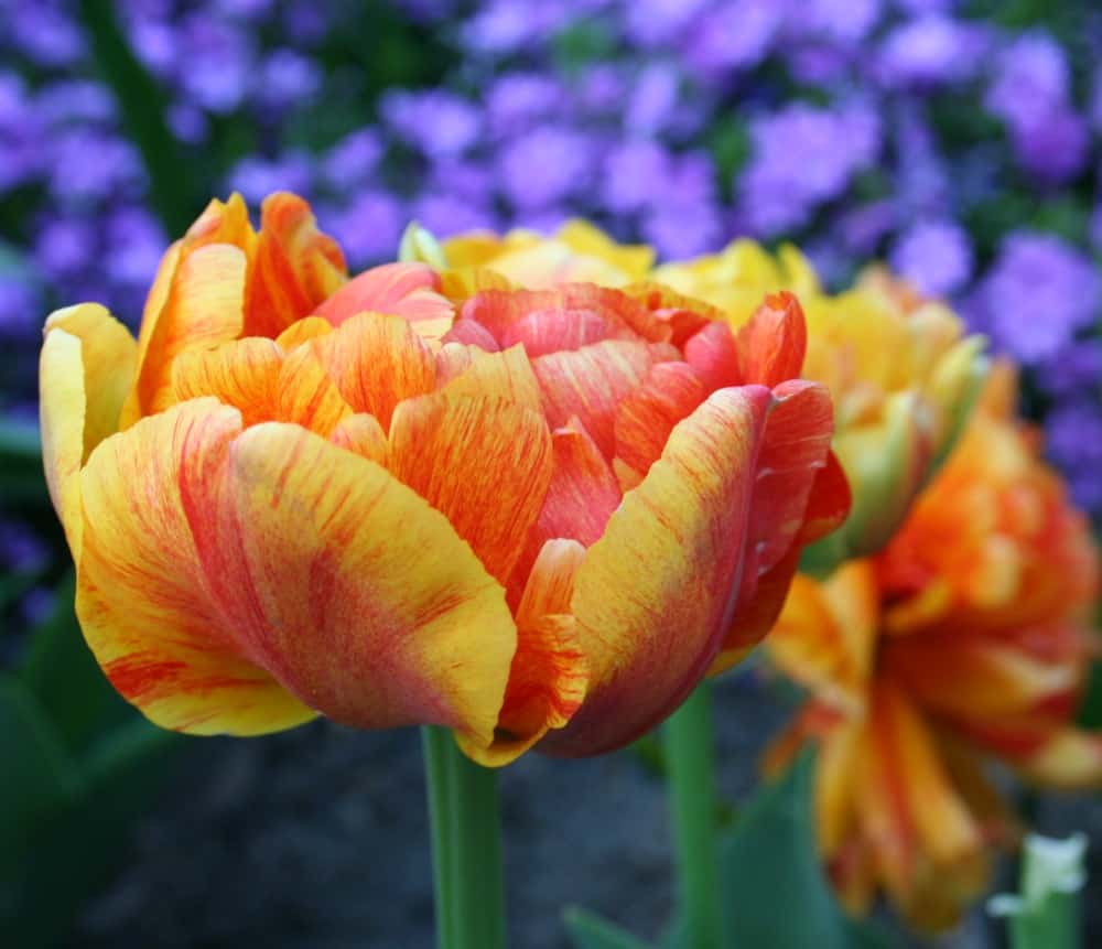 double flowering tulips