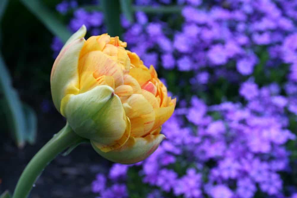 double flowering tulip