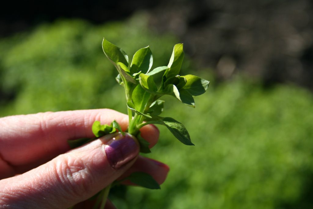 identifying garden weeds