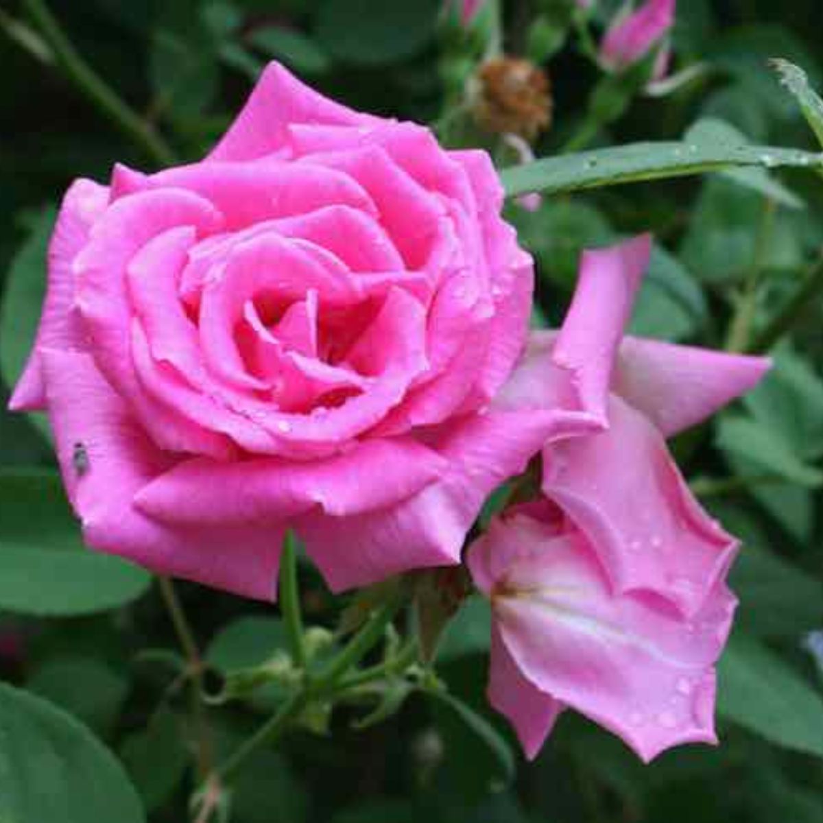 Zephrinine Drouhin climbing rose