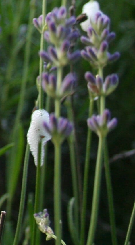 What Is This Foam on My Plant? - Home Garden Joy