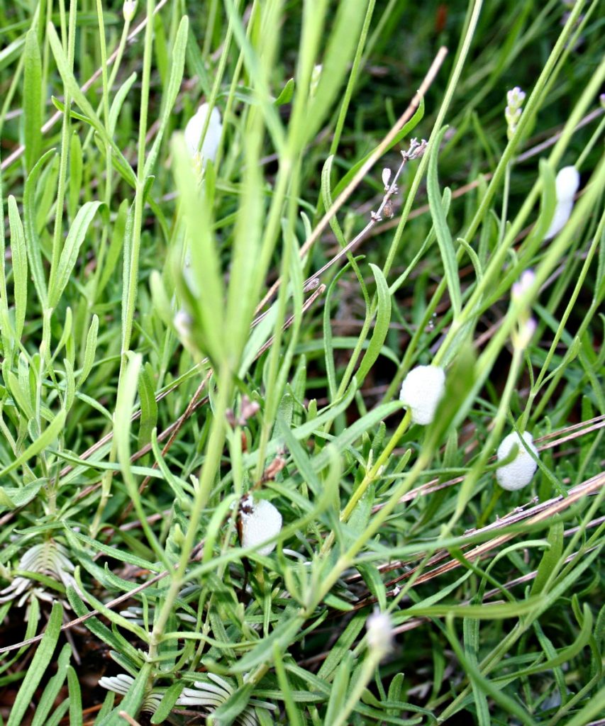 Spittlebug leaves generally harmless white foam on plants