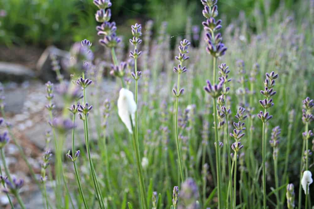 https://homegardenjoy.com/site/wp-content/uploads/2018/05/spittlebugs-on-lavender.jpg