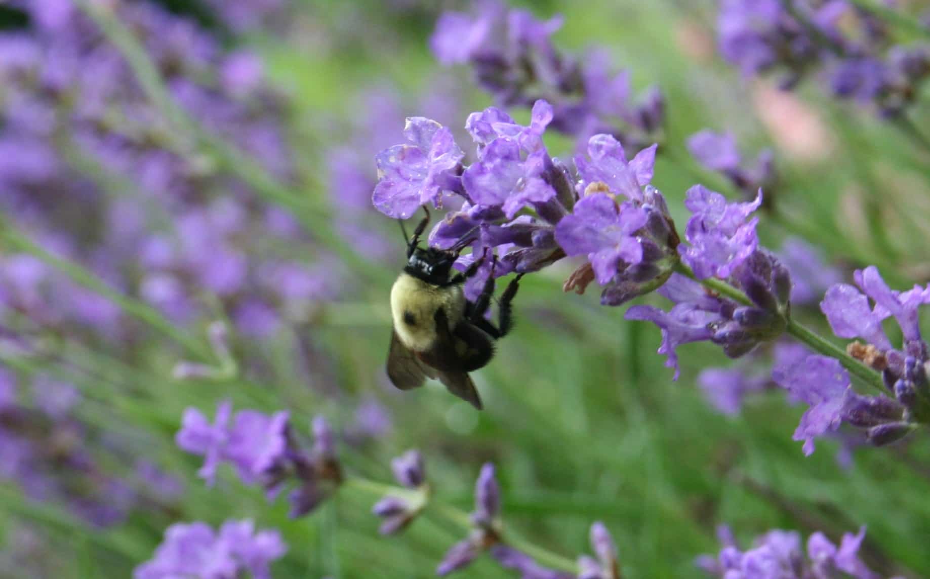 pollinating insect at work - picture of bee on lavender