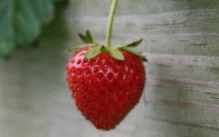 a single strawberry hanging over the edge of a wooden raised bed
