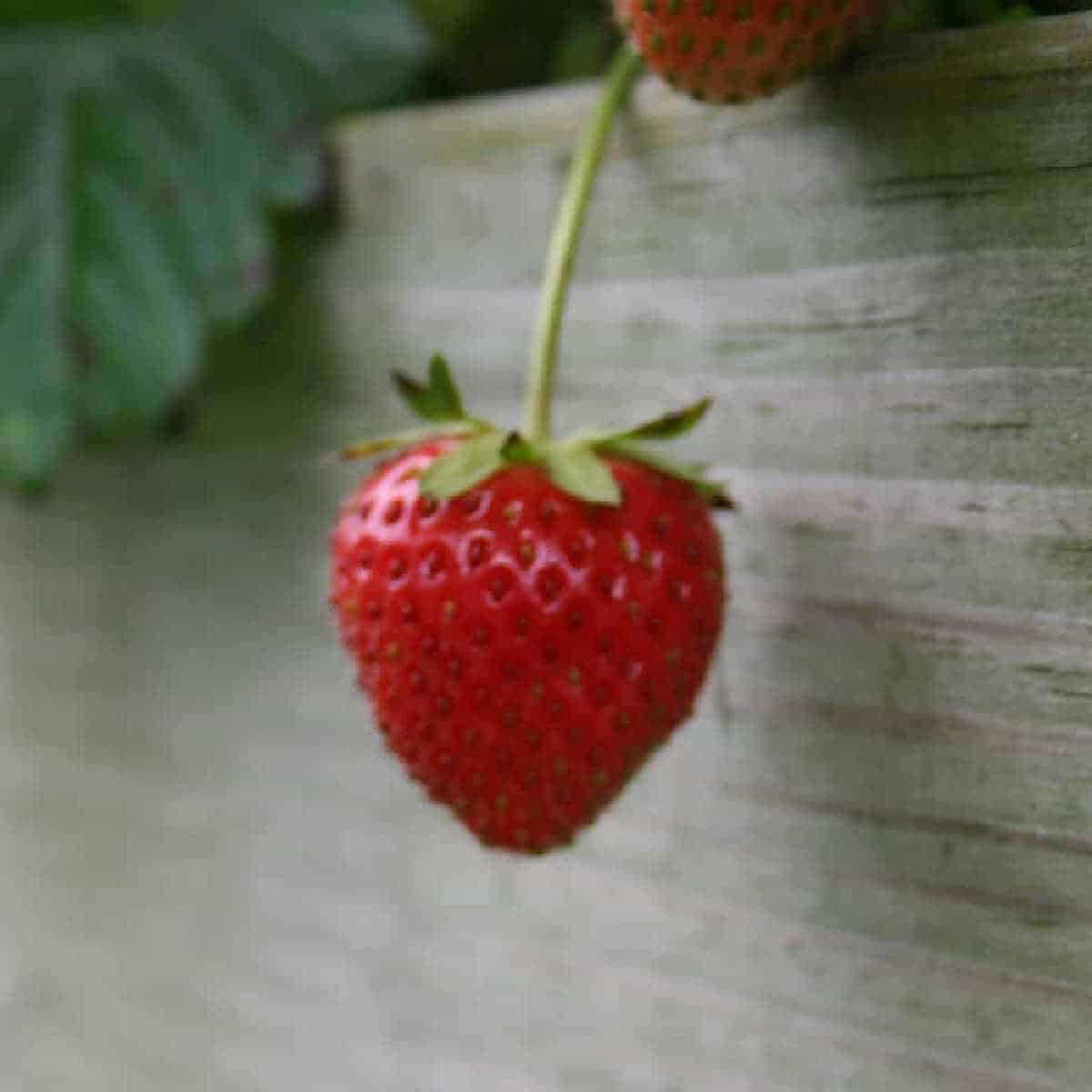 a single strawberry hanging over the edge of a wooden raised bed