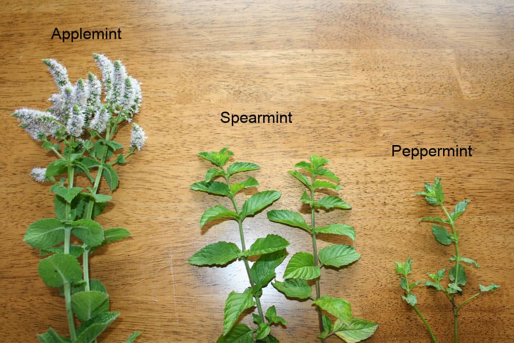 different type of mint