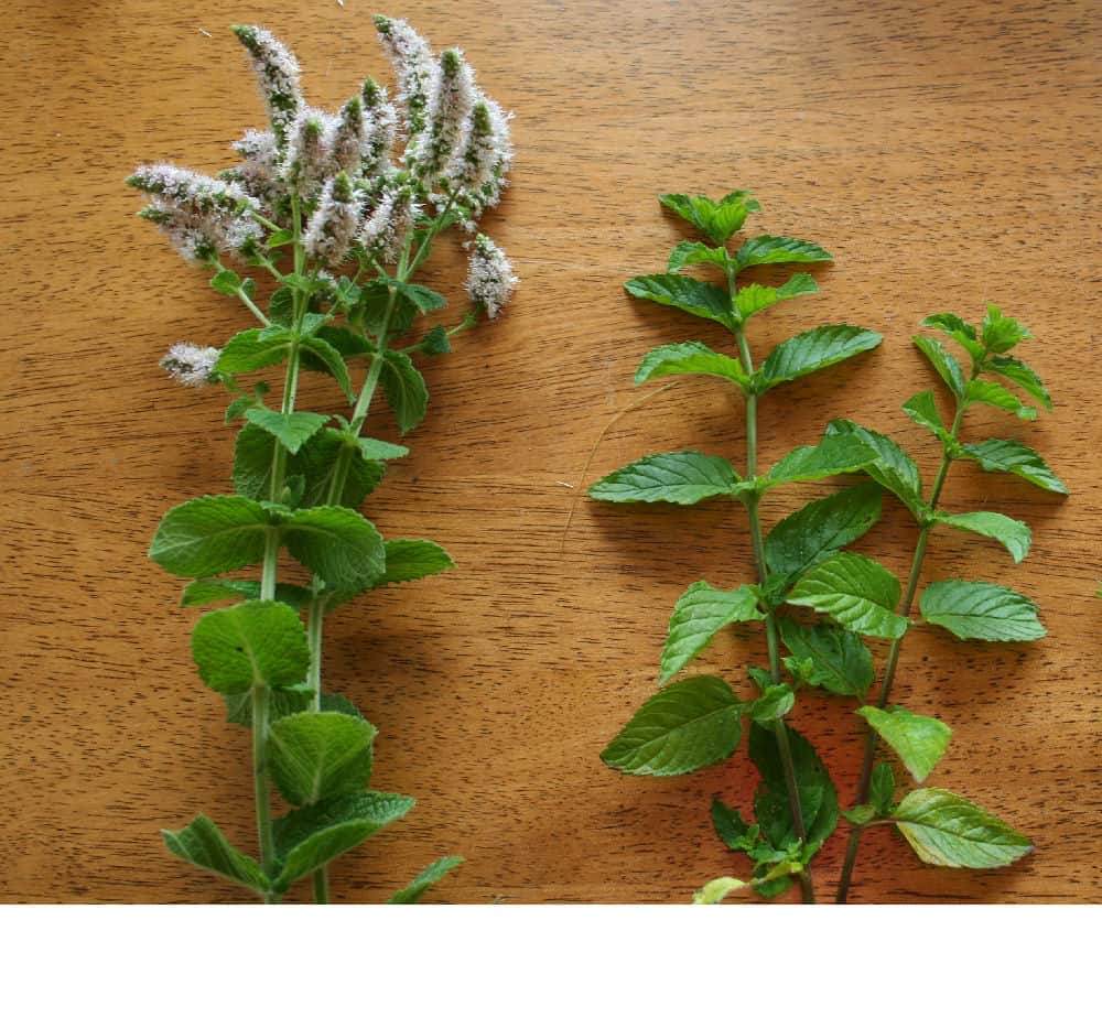 types of mint