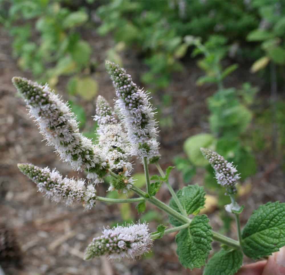 mint tree flower