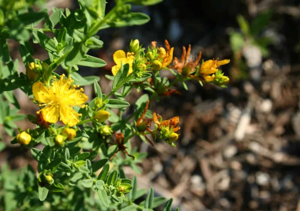 growing st johns wort