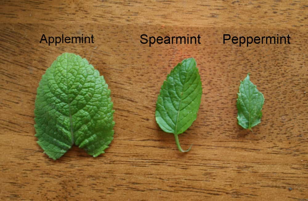 identify types of mint