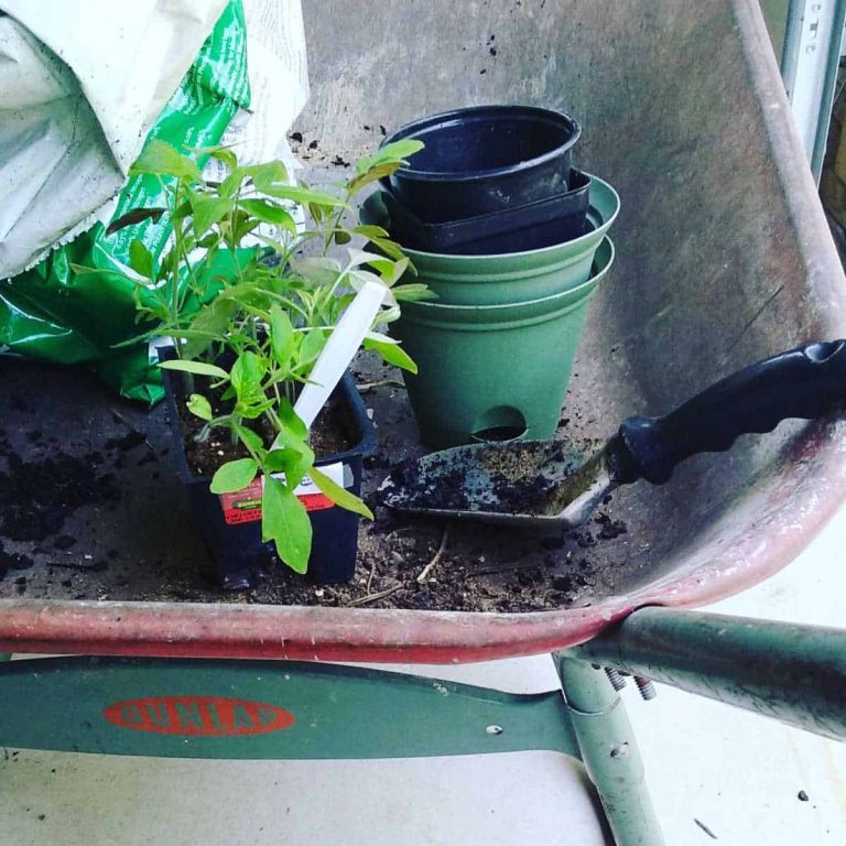 a wheelbarrow with bag of soil, trowel, pots and plants