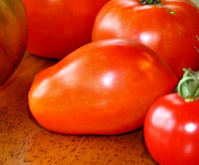 Hungarian paste tomato for making tomato sauce from scratch