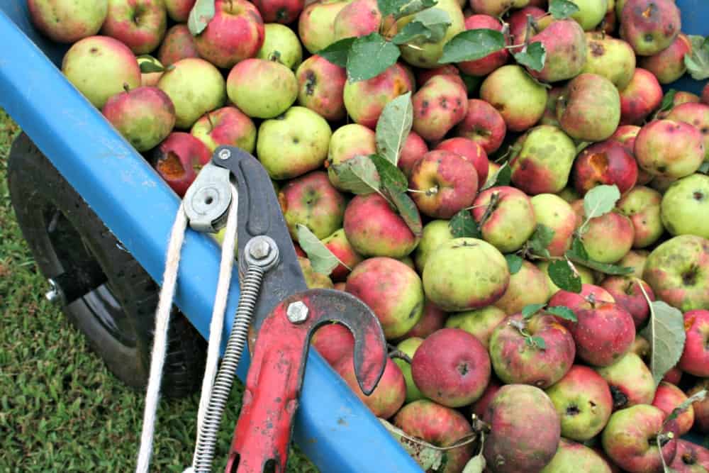 apple harvest