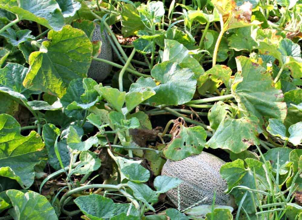 cantaloupe in the garden