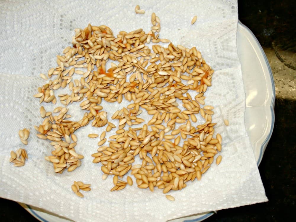 cantaloupe seeds