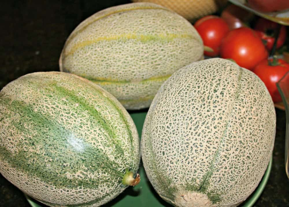 growing cantaloupe