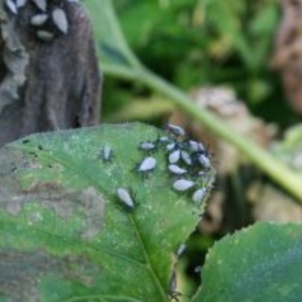 squash bug nymphs