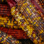 a close up of flint corn, also called Indian corn