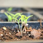 tomato seedlings