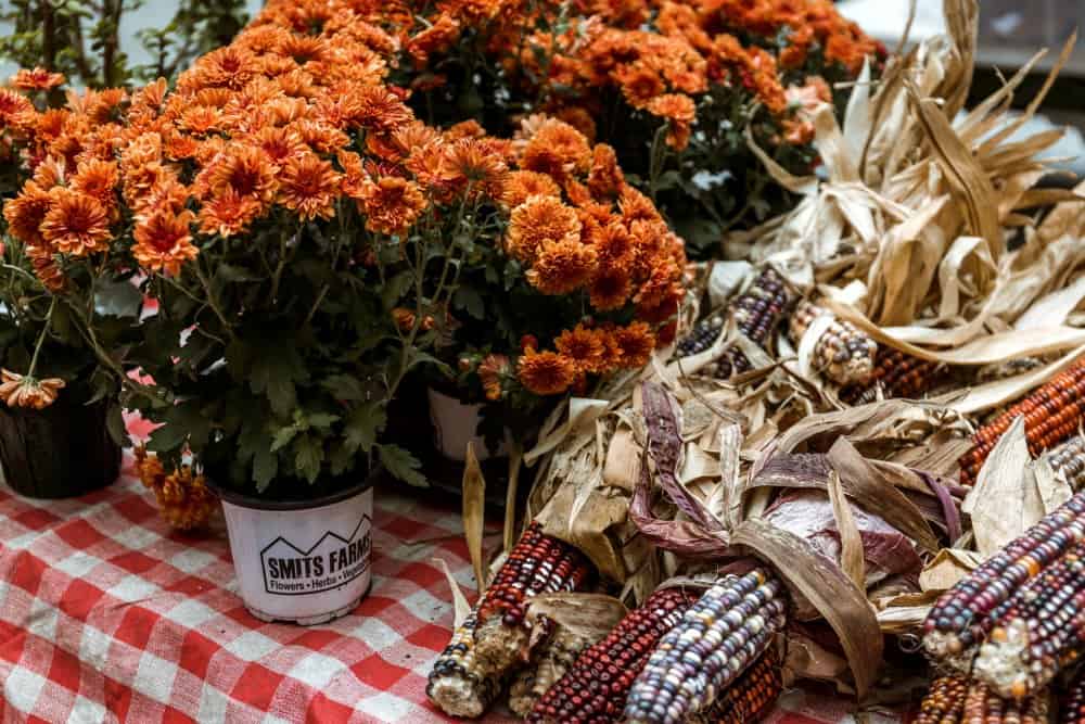 Indian corn and mums in a fall picture