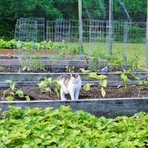 cat in a raised bed garden