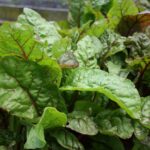 a closeup of beet greens