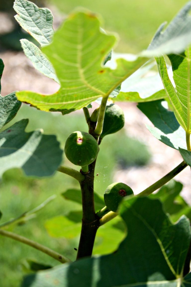 Growing Figs in My Backyard an Update Home Garden Joy