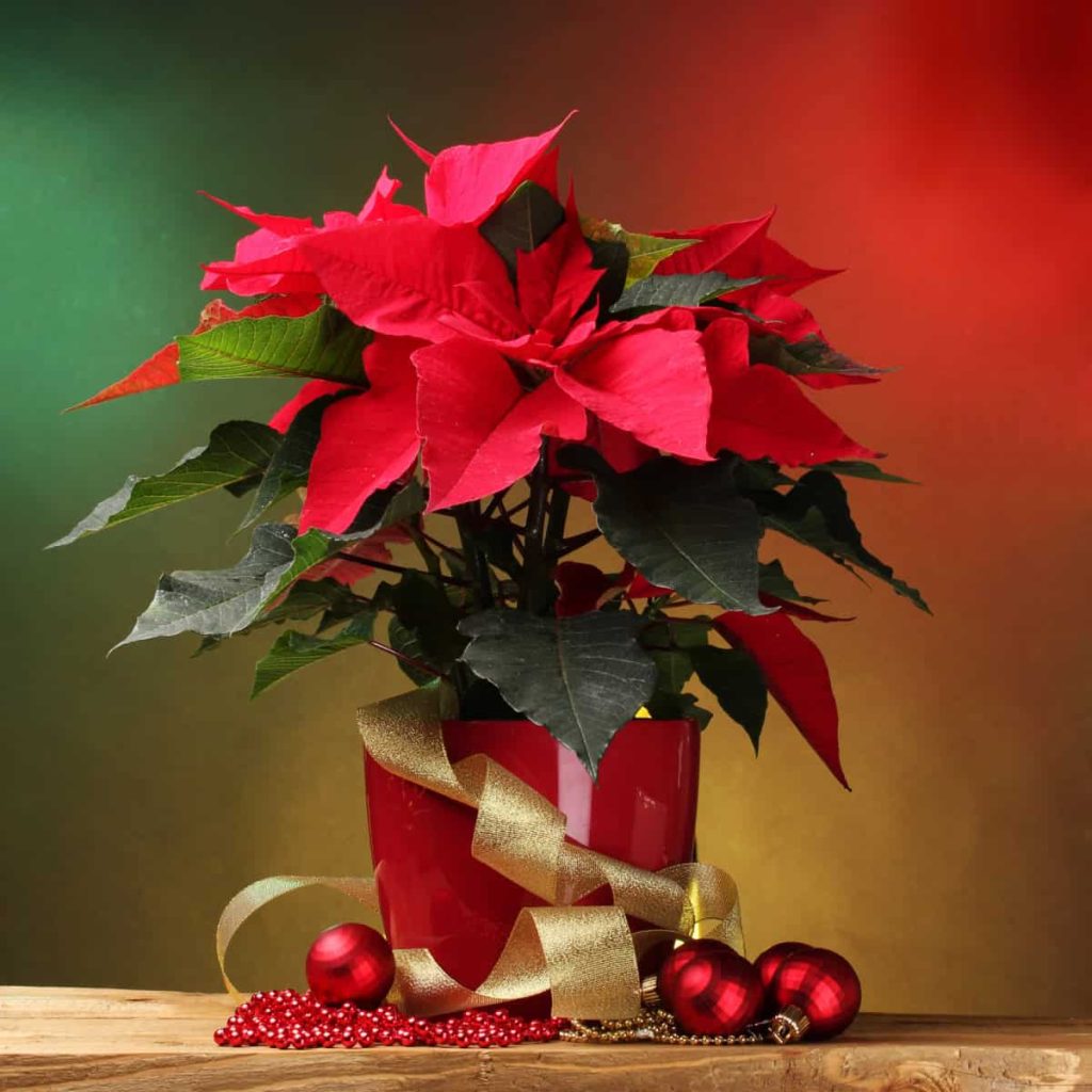 A poinsettia with gold ribbon and red Christmas ornaments on the table.