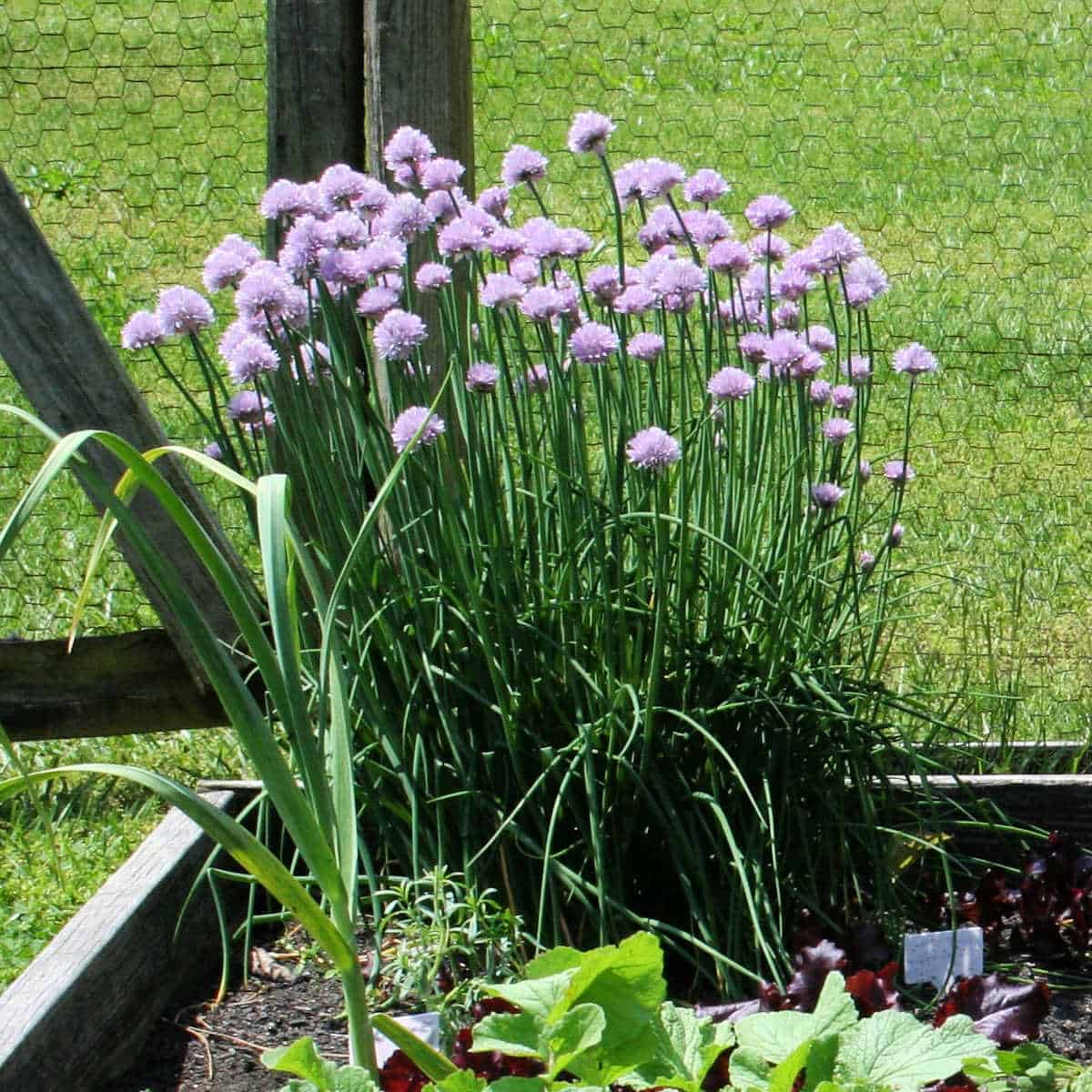 chives near a garden fence