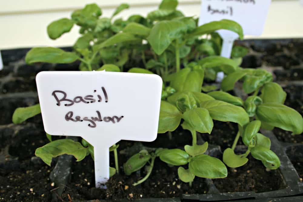 Genovese basil for small herb gardens.