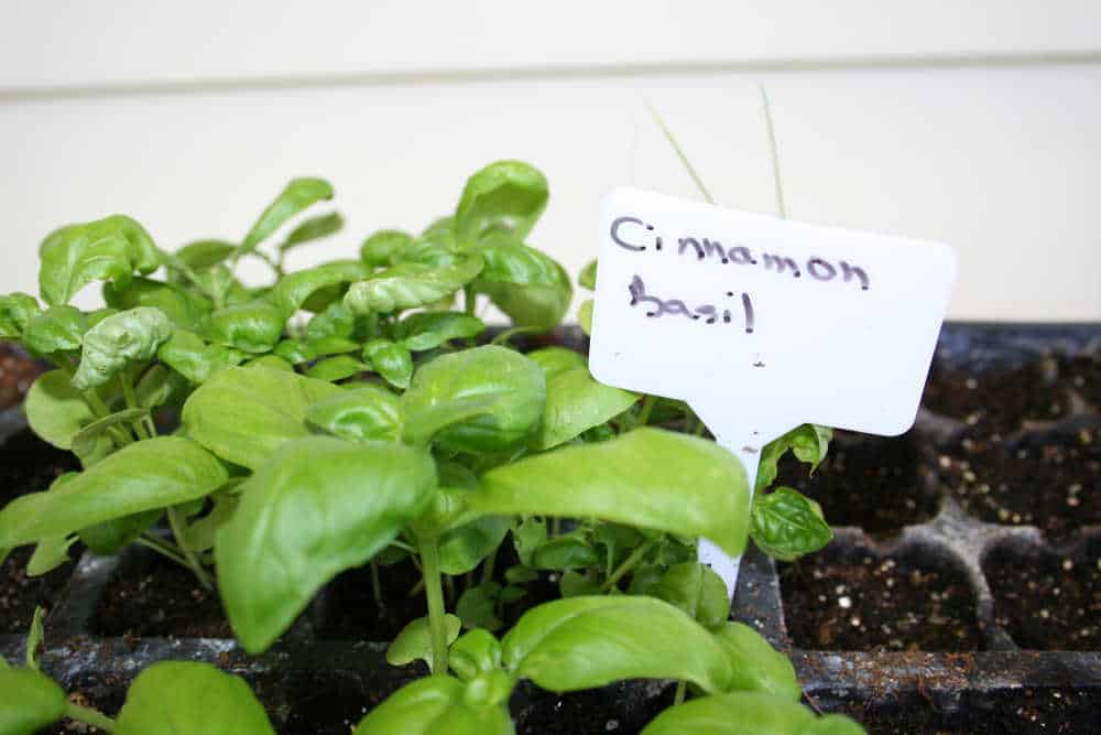 Cinnamon basil