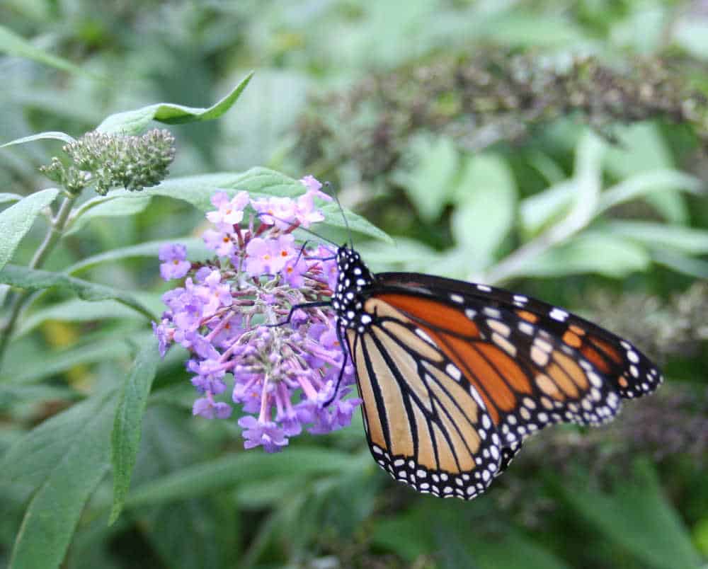 Where Do Bugs Go in the Winter?