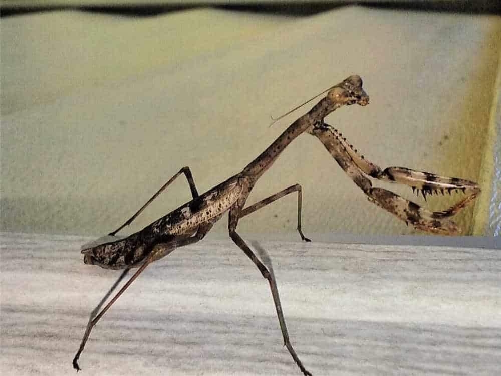 closeup of praying mantis