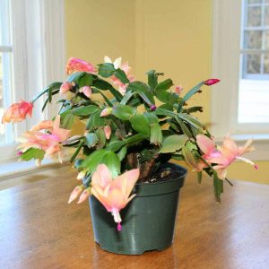 peach christmas cactus