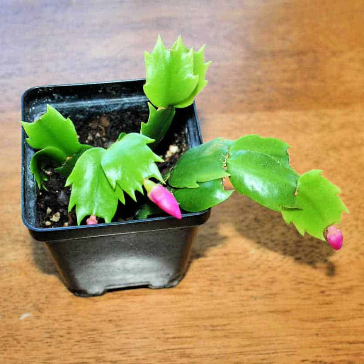 a young Christmas cactus grown from a parent plant