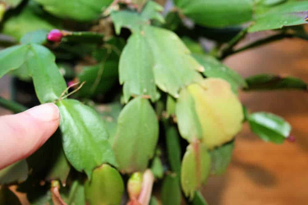 How to Propagate a Christmas Cactus Home Garden Joy