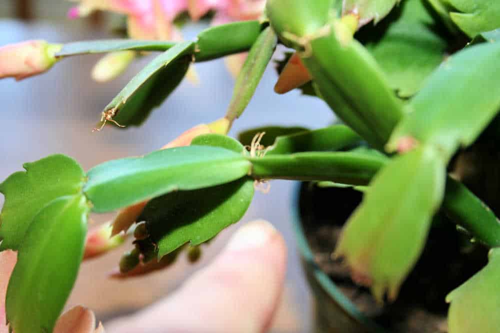 Christmas cactus