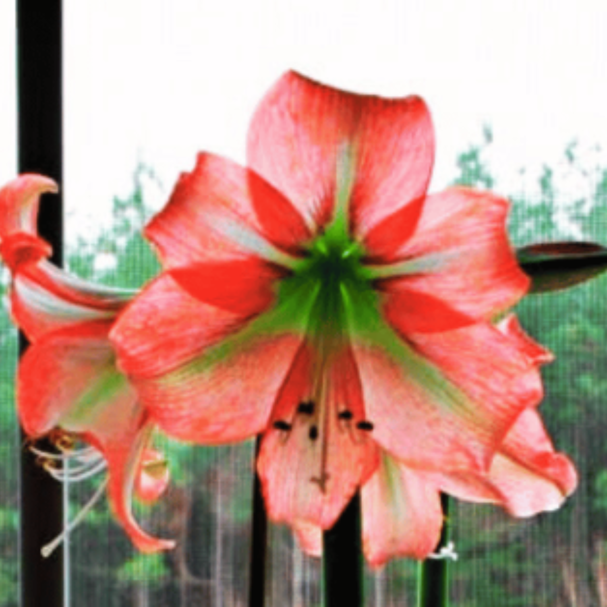 A close up of an amaryllis flower.