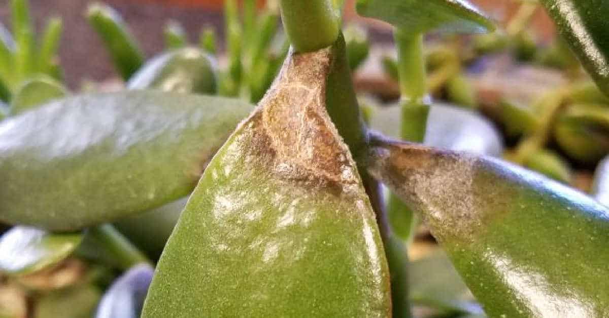 brown spots on succulents