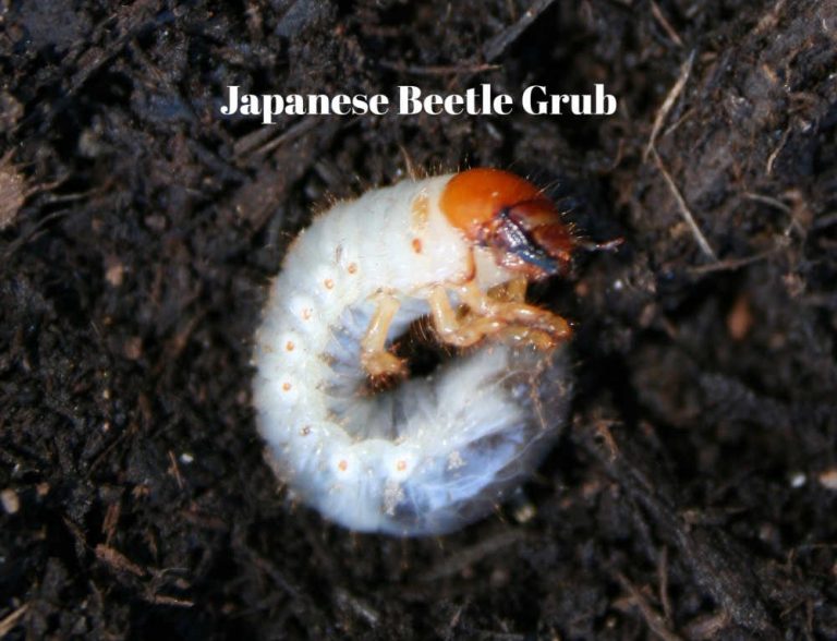Japanese Beetle Grubs Identify and Control Home Garden Joy