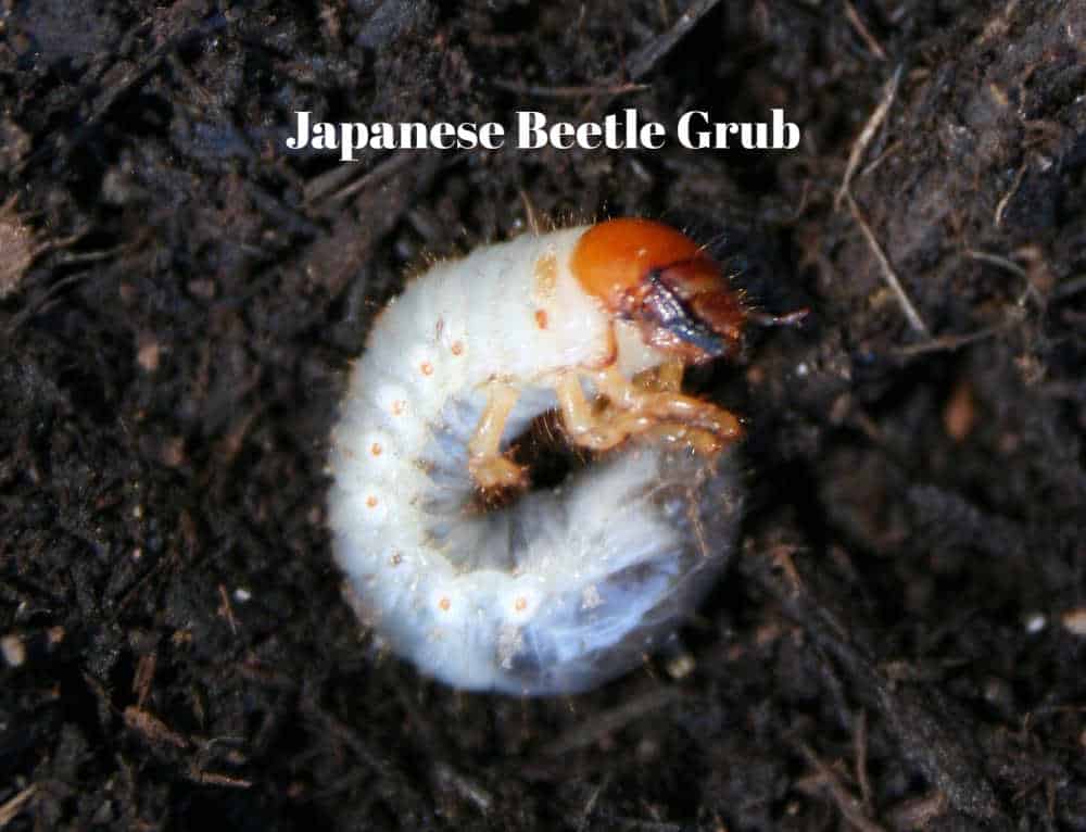 japanese beetle larvae control