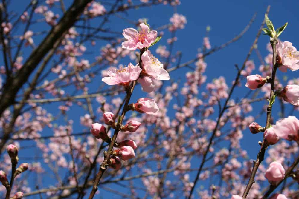 How to Plant a Peach Tree Home Garden Joy