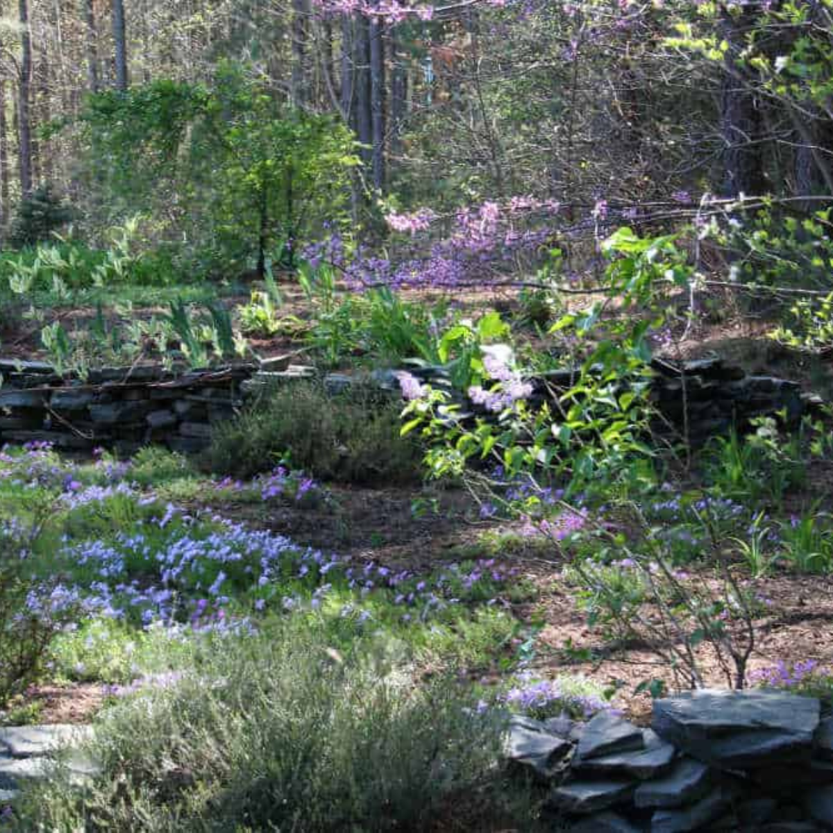 a slope in the garden planted with phlox