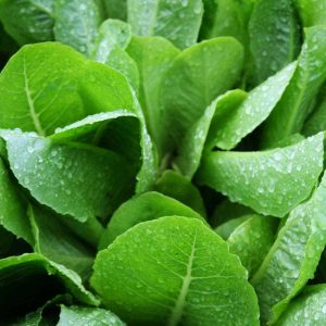 lettuce plants in the garden