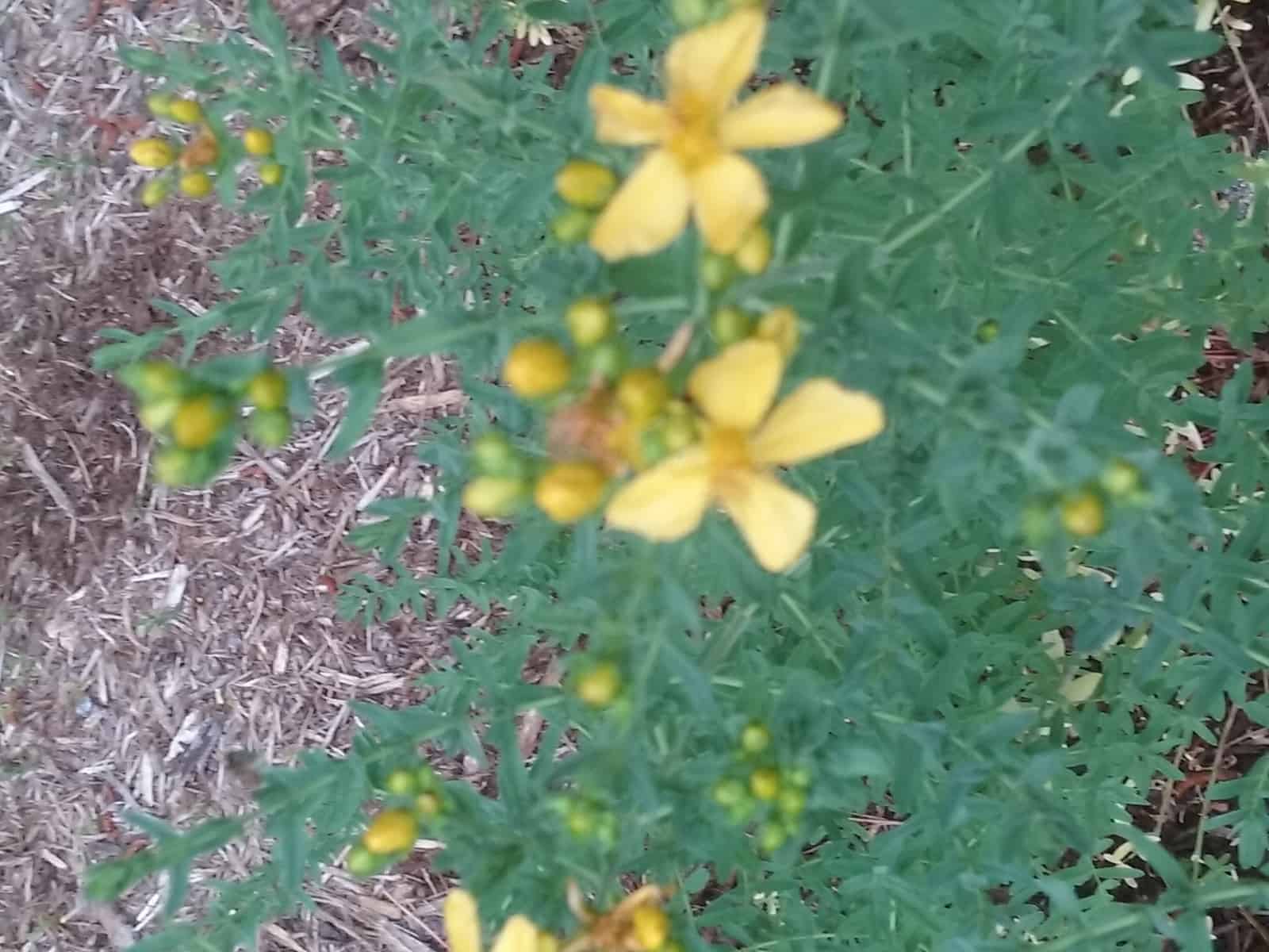 picture of st john's wort plant